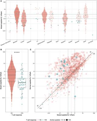 An Analysis of Natural T Cell Responses to Predicted Tumor Neoepitopes